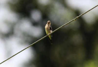 Southern Rough-Winged Swallow, Buenaventura 070201b.jpg