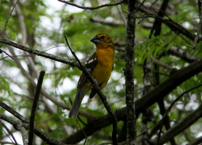 Southern Yellow-Grosbeak, female, Jorupe 070203.jpg