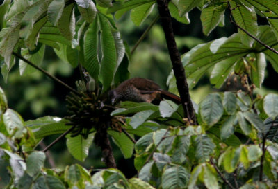 Speckled Chachalaca, Copalinga 070210.jpg