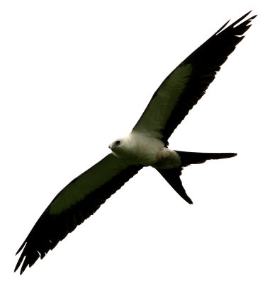Swallow-Tailed Kite, Buenaventura 070202.jpg