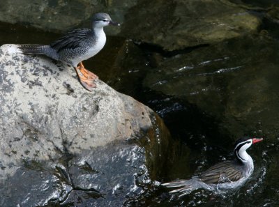Torrent Duck, male and second year, Podocarpus 070209b.jpg
