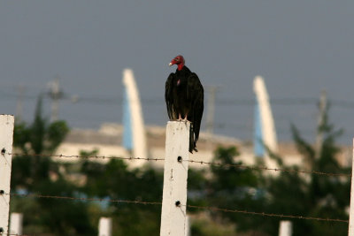 Turkey Vulture, Salinas, 070129.jpg