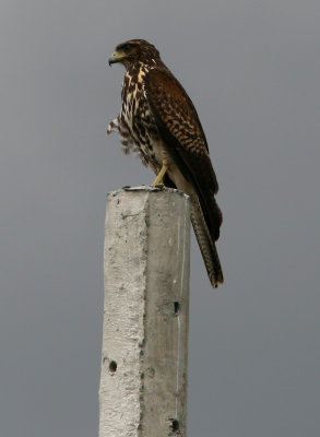 Harriss Hawk, 2k, Salinas 070129b.jpg