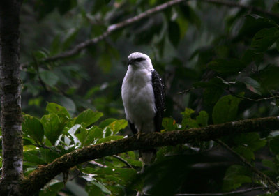 White Hawk, Cabonas de Yanquam 070211.jpg