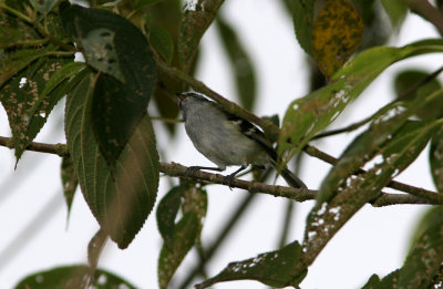 White-Banded Tyrannulet, Gualaceo-Limon Road 070215b.jpg