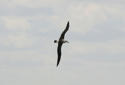 Yellow-Nosed Albatross Lomma Sdra 070708