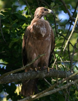 steppe_eagle_scania_sweden_070807