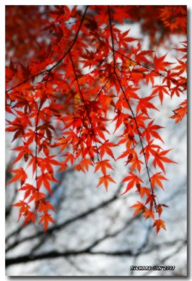 Autumn Leaves.jpg