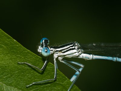 Closeups & Macro