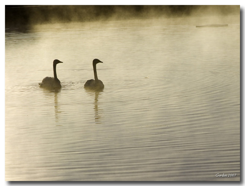 Cygnes / Swans, Riverview N.B.