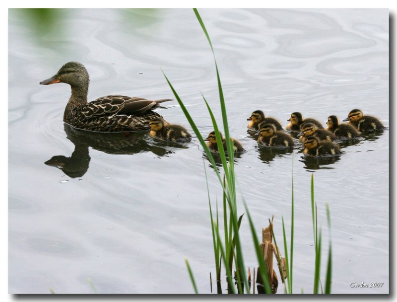 Canard Colvert avec canetons / Mallard with chicks, Sackville, N.B.