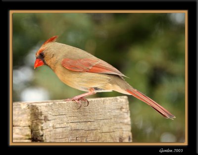 Cardinal femelle