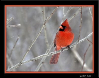 Cardinal mâle