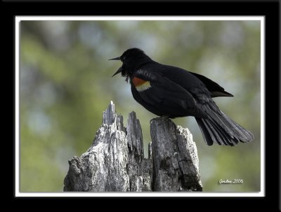 Carouge  paulettes mle / Red winged blackbird