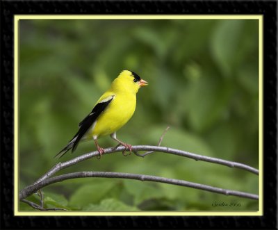 Chardonneret jaune / American Goldfinch