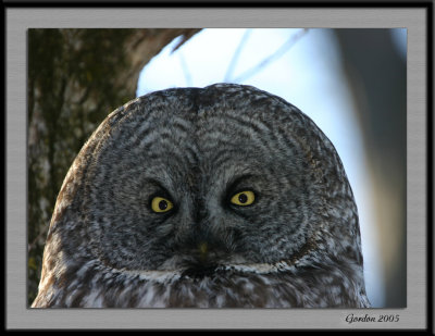 Chouette lapone /  Great Grey Owl