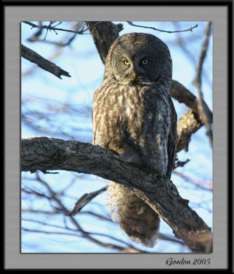 Chouette lapone / Great Grey Owl