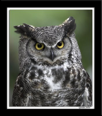 Grand-duc d'Amrique / Horned owl