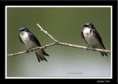 Hirondelle /Swallow