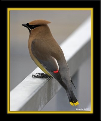 Jaseur d’Amérique / Cedar Waxwing