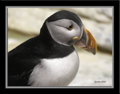 Macareux moine / Atlantic Puffin