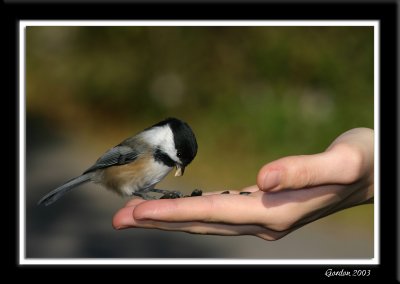 Msange en main /Chickadee in hand