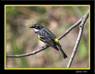 Paruline  croupion jaune / Yellow-rumped warbler