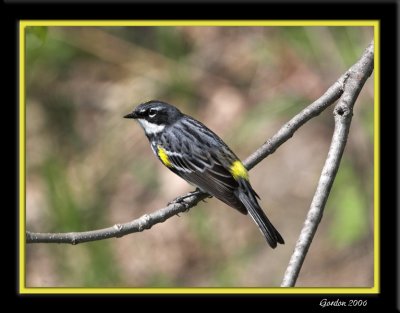 Paruline à croupion jaune / Yellow-rumped warbler