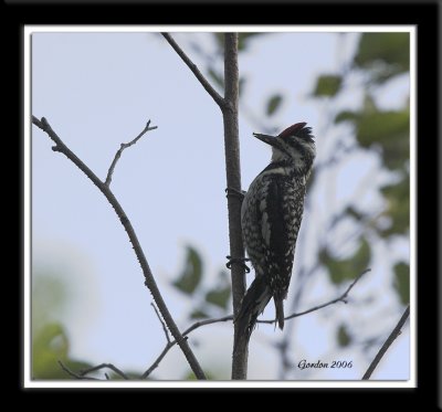 Pic macul / Yellow-bellied Sapsucker