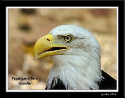 Pygargue  tte blanche /Bald Eagle