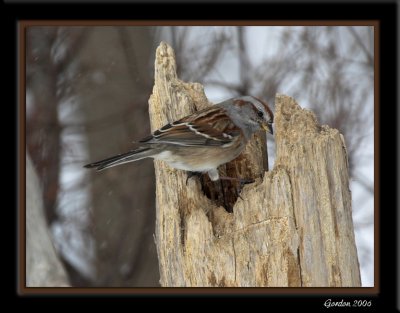 Bruant Hudsonien / American Tree Sparrow