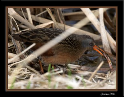 Rle de Virginie /  Virginia Rail