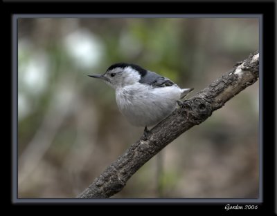 Sitelle / Nuthatch