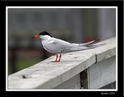 Sterne Pierregarin / Common Tern