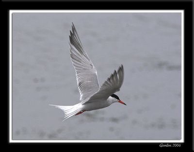 Sterne Pierregarin / Common Tern