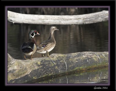 Canard branchu couple / Wood duck
