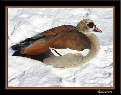 L'ouette d'Egypte / Egyptian Goose