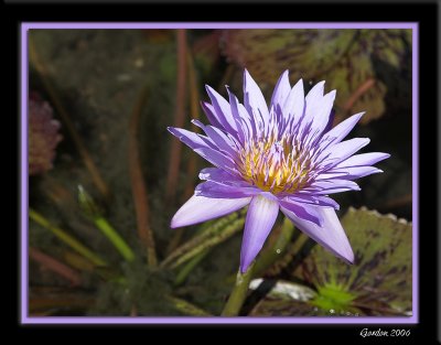 Nnuphar / Blue water lily 2