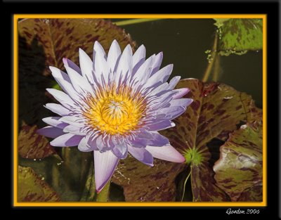 Nnuphar / Blue water lily 3