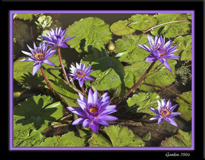 Nnuphar / Blue water lily