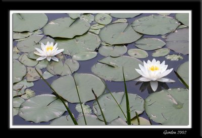 Nnuphar / Water Lily 2