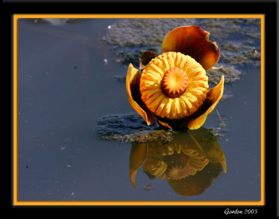 Nnuphar / Water Lily 3