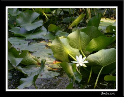 Nnuphar / Water Lily