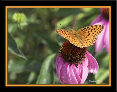 Papillon  loeuvre / Butterfly Feeding