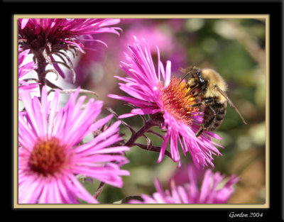 Un festin pour une abeille / A feast for a bee