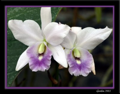 Orchide 03