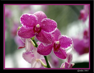 Orchide 05