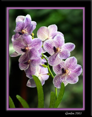 Orchide 06