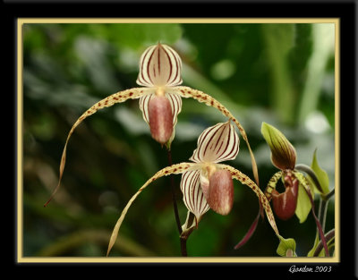 Orchide 07