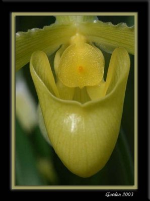Orchide 08